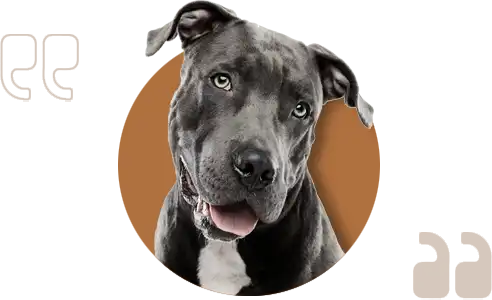 quote-dog-test-2